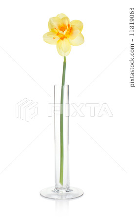 Yellow daffodil in vase Yellow daffodil in vase 11819063