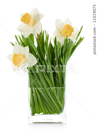 White daffodils White daffodils 11819073