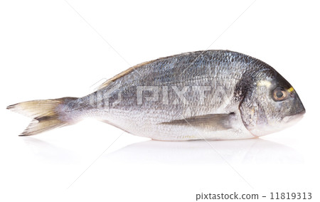 Fresh dorado fish 11819313