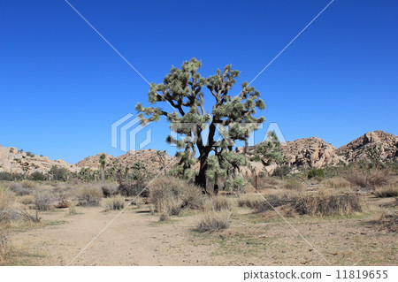 Joshua Tree National Park 11819655