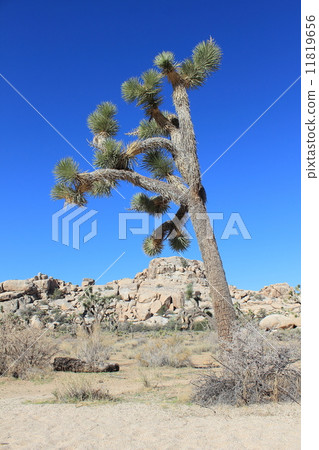 Joshua Tree National Park 11819656