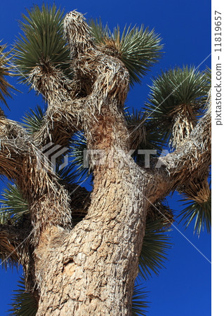Joshua Tree National Park 11819657