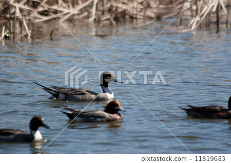 一群水邊鳥 11819683