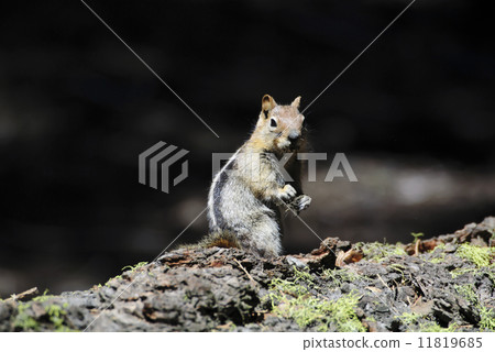 Kings Canyon of the Kings Canyon National Park 11819685