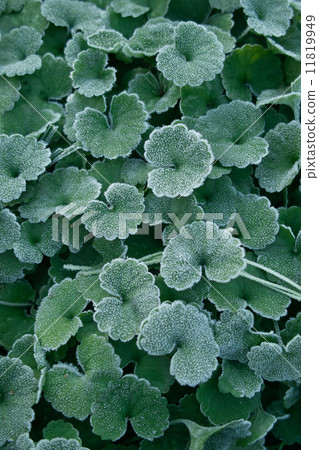 First frost 11819949