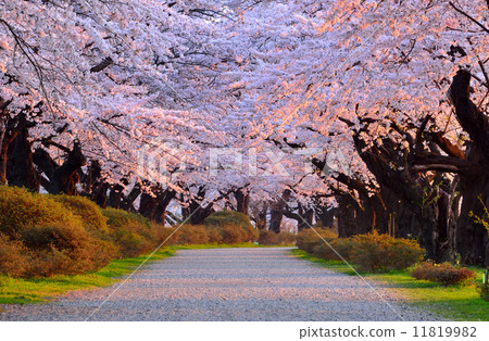 櫻花在內地 櫻花在內地 11819982