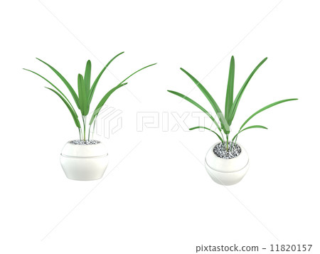 檳榔雅 檳榔雅 11820157