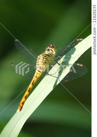 Minimum species of red dragonflies: beardworm (female) 11820235