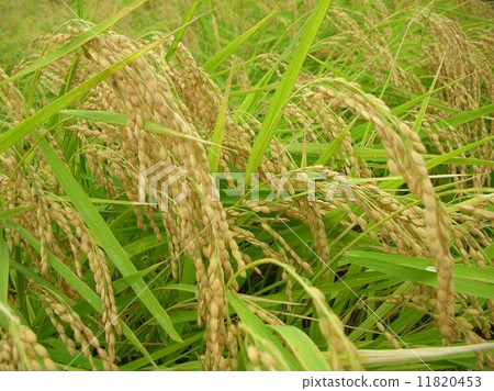 Rice field 11820453