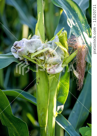 Corn smut, Ustilago maydis Corn smut, Ustilago maydis 11820711