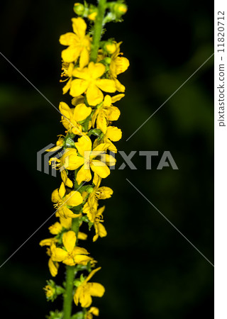 common agrimony common agrimony 11820712