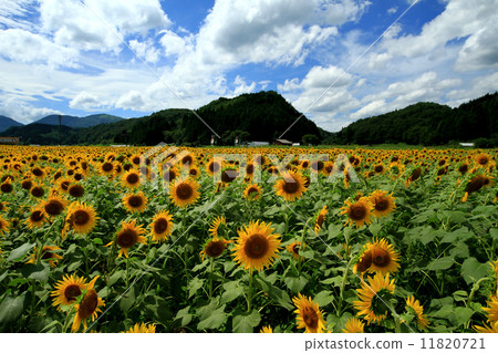 Sunflower field 32 11820721
