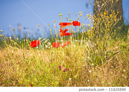 red poppy red poppy 11820890