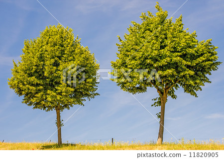 lime-tree blossom 11820905