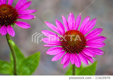 coneflower, Echinacea purpurea 11820970