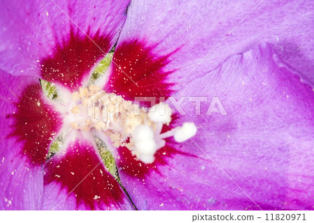 Chinese hibiscus, Hibiscus rosa-sinensis 11820971