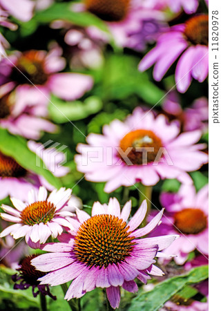 coneflower, Echinacea purpurea coneflower, Echinacea purpurea 11820978