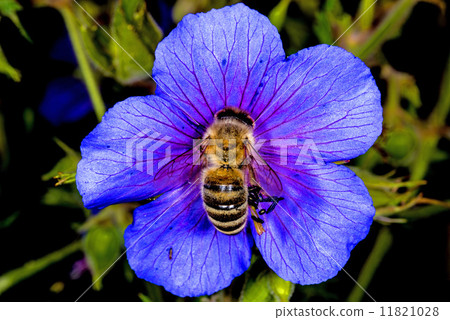 bumble bee on meadow cranesbill 11821028