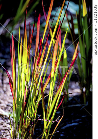 Imperata cylindrica, blady grass 11821038
