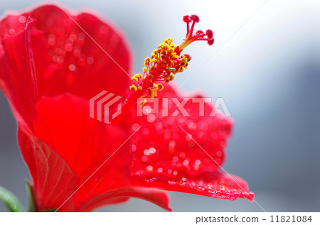 雨後的芙蓉 11821084