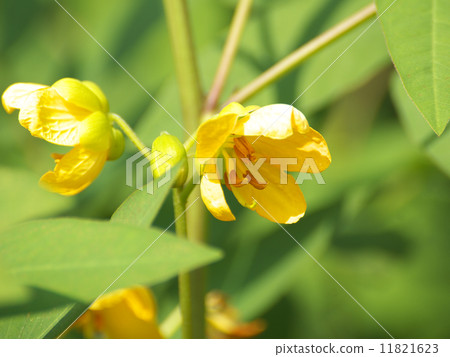 Hambou yellow flower Hambou yellow flower 11821623