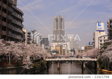 在橫濱春天風景的櫻花 在橫濱春天風景的櫻花 11821798