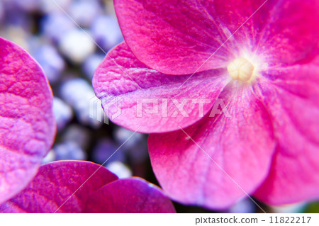 Hydrangea flower Hydrangea flower 11822217