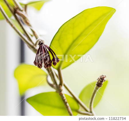 Flower buds Hoya Flower buds Hoya 11822734
