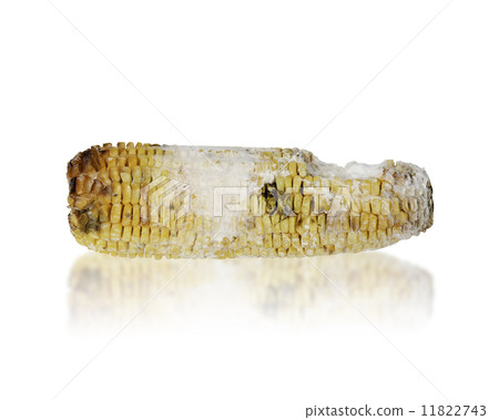 Rotten grilled corn with fungus 11822743