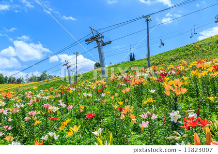 百合花 百合花 11823007