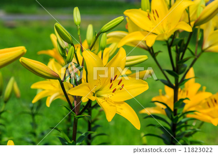 Lily flower Lily flower 11823022