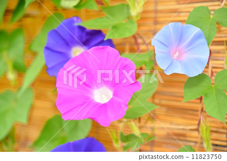 三種顏色的牽牛花圖像。 11823750
