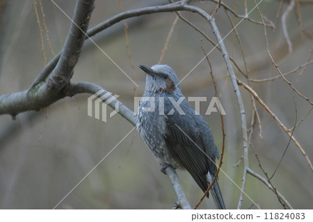 Bulbul 11824083