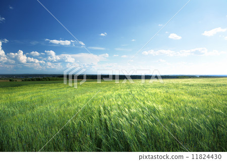 field of barley and sunny day field of barley and sunny day 11824430
