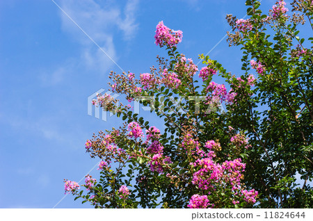 夏日的天空和紫薇 夏日的天空和紫薇 11824644