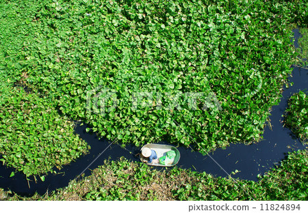 people harvesting vegetable in polluted water 11824894