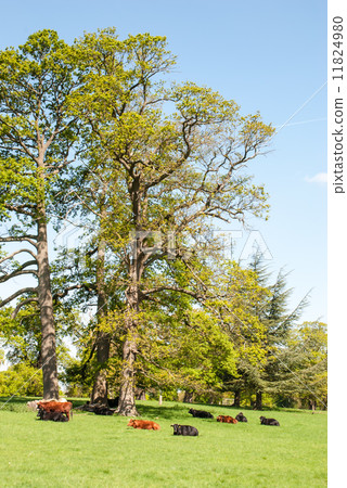 Cows resting under a big tree 11824980