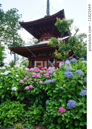 Hydrangea of Kume Temple 11825044