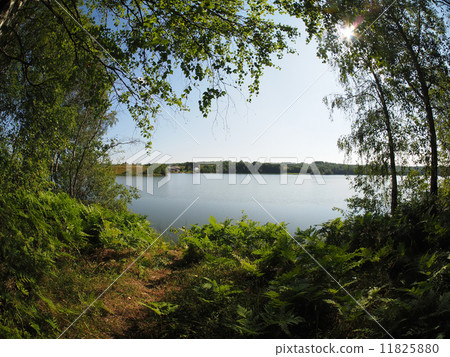 forest lake. karelia forest lake. karelia 11825880