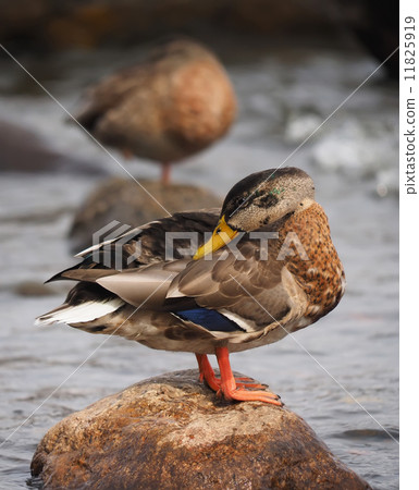 duck on the lake duck on the lake 11825919