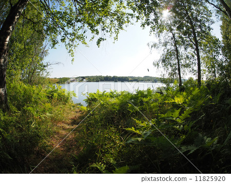 forest lake. karelia forest lake. karelia 11825920