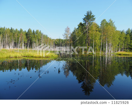 forest lake. karelia forest lake. karelia 11825926