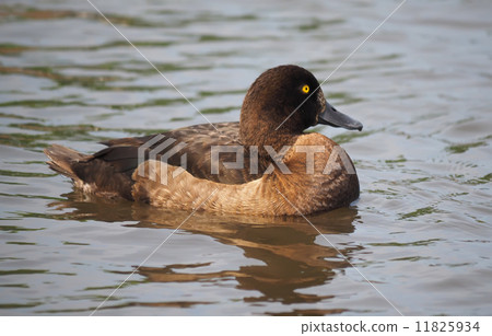 Tufted duck, Aythya fuligula 11825934