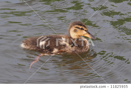 chick mallard on the lake chick mallard on the lake 11825935
