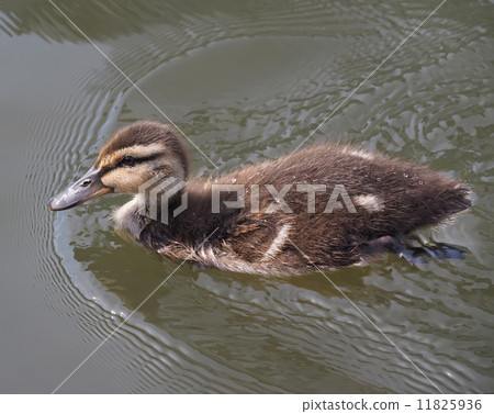 chick mallard on the lake 11825936