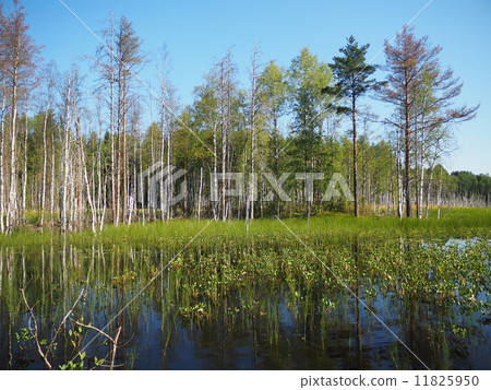 forest lake. karelia forest lake. karelia 11825950