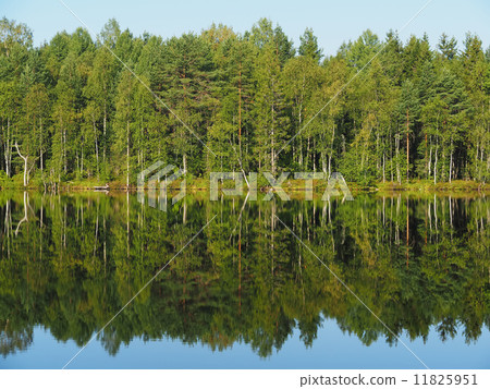 forest lake. karelia 11825951