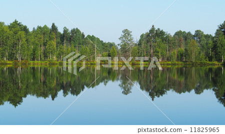 forest lake. karelia forest lake. karelia 11825965