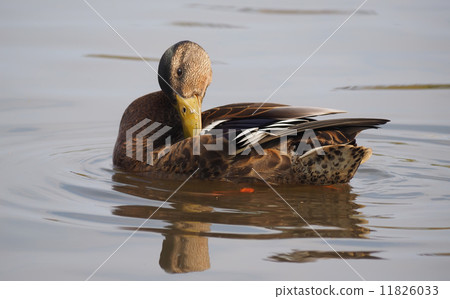 duck on the lake duck on the lake 11826033