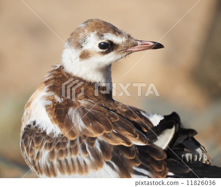 gull chick gull chick 11826036